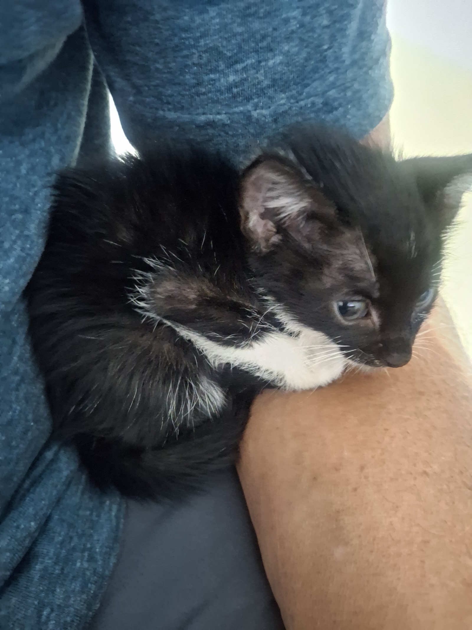 Gabby resting quietly on the owner's arm