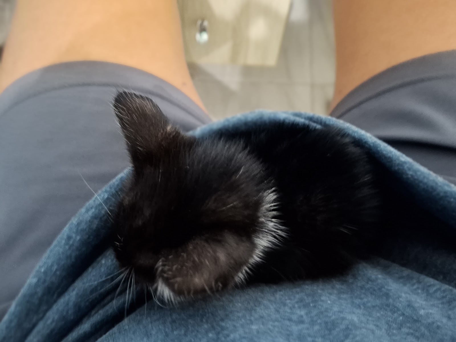 Gabby wrapped in a grey blanket on the owner's lap
