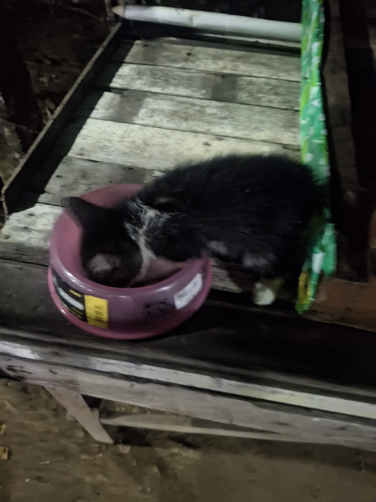 Gabby eating from a pink bowl on the wooden bench at night
