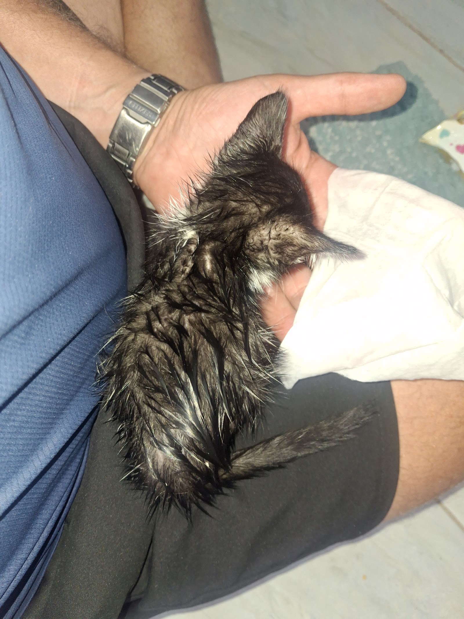 Gabby held in the owner's hand, wet and visibly unwell