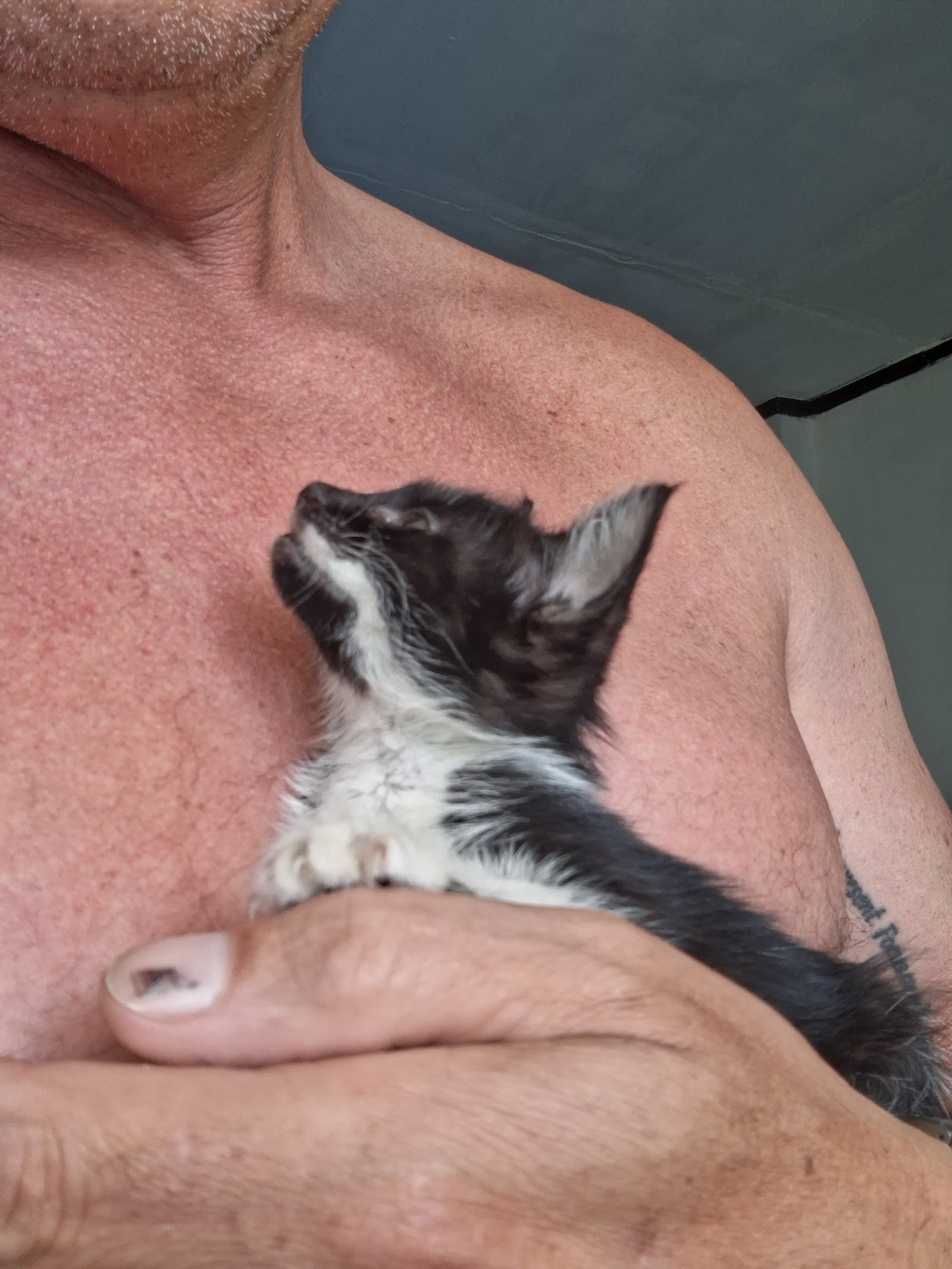 Gabby held against the owner's chest with a damp-looking coat
