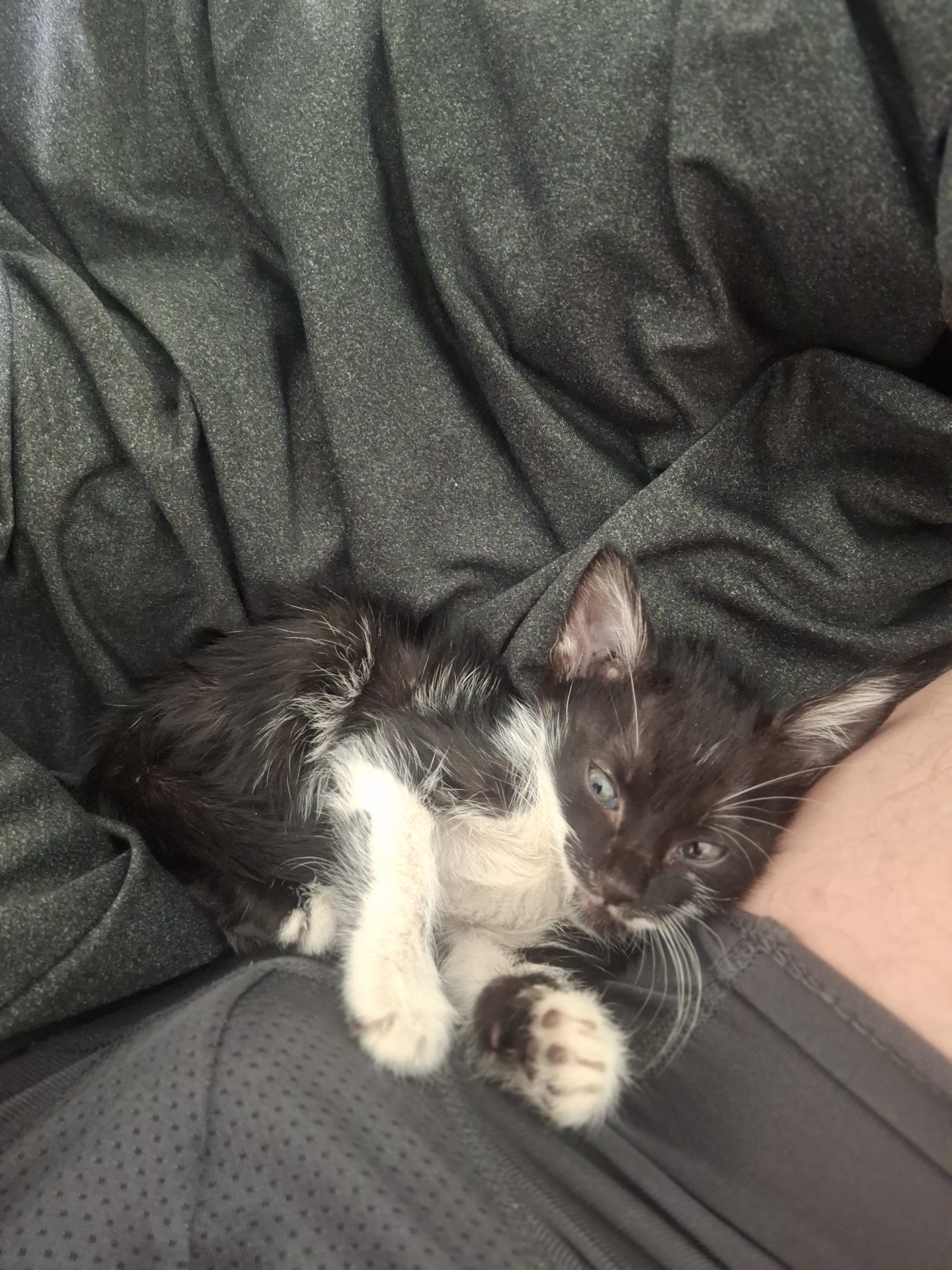 Gabby lying still on the owner's lap during the period of reported illness