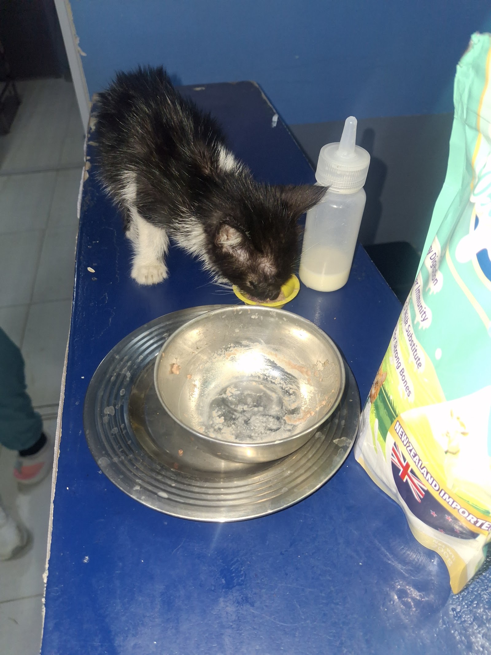 A prepared bowl of milk with a feeding bottle beside a kitten's bowl