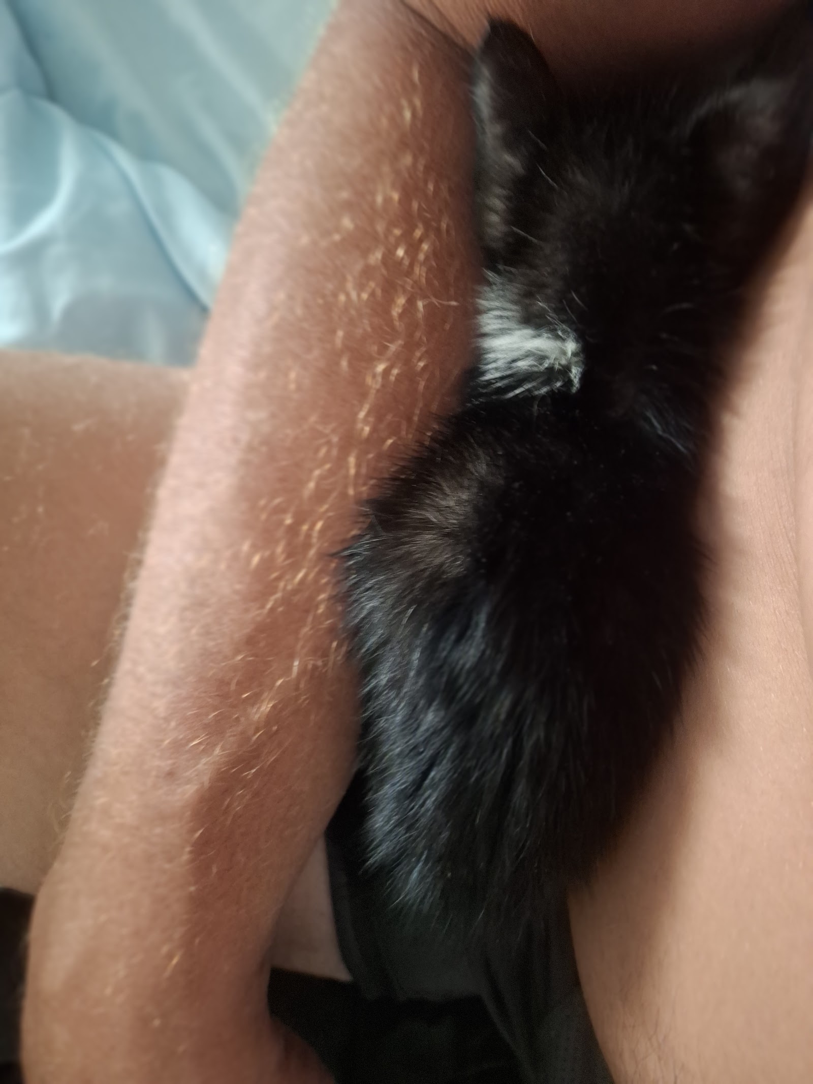 Close-up of Gabby's dark coat while resting on the owner
