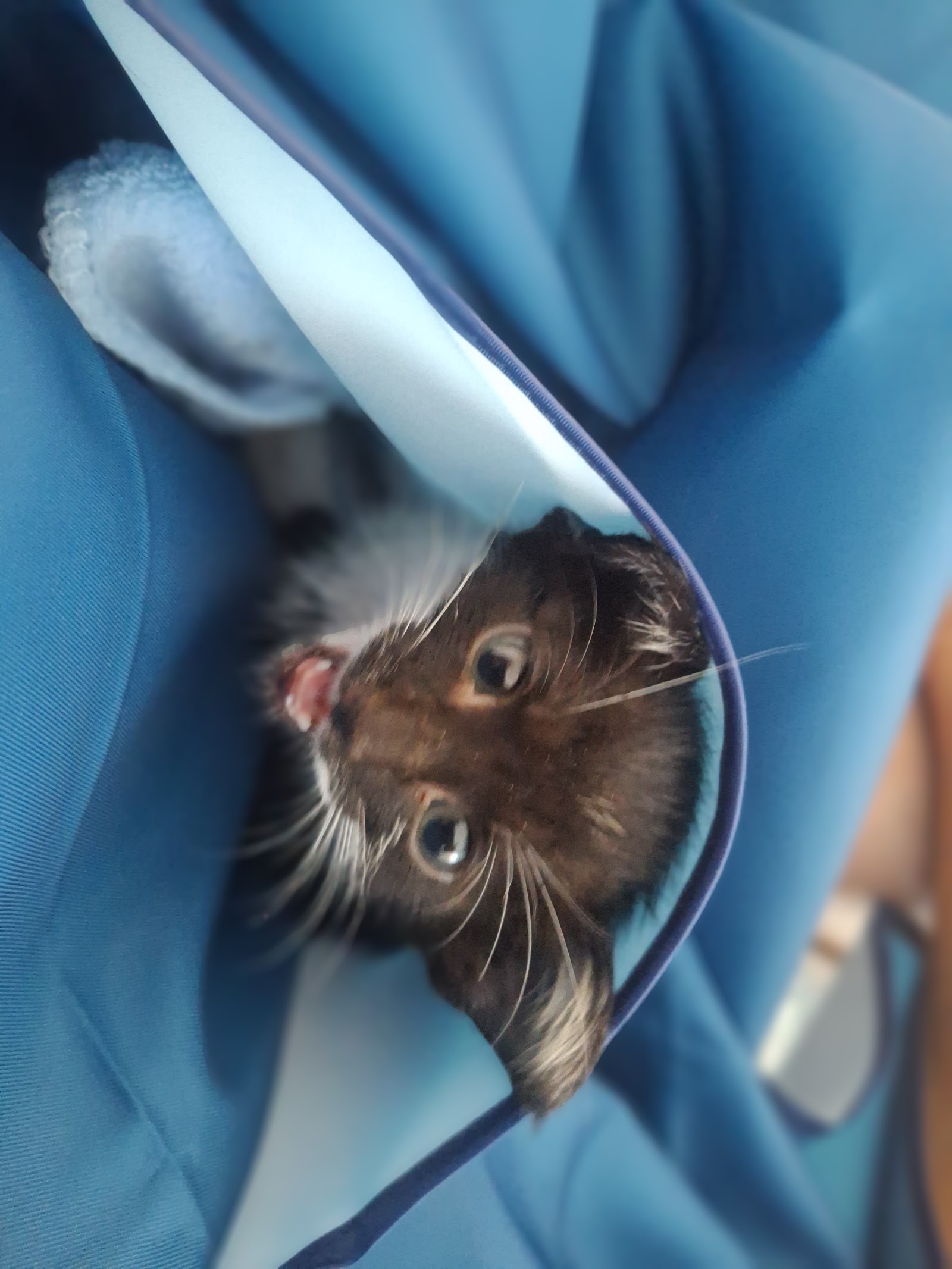Gabby inside a soft blue carrier, mouth open mid-meow