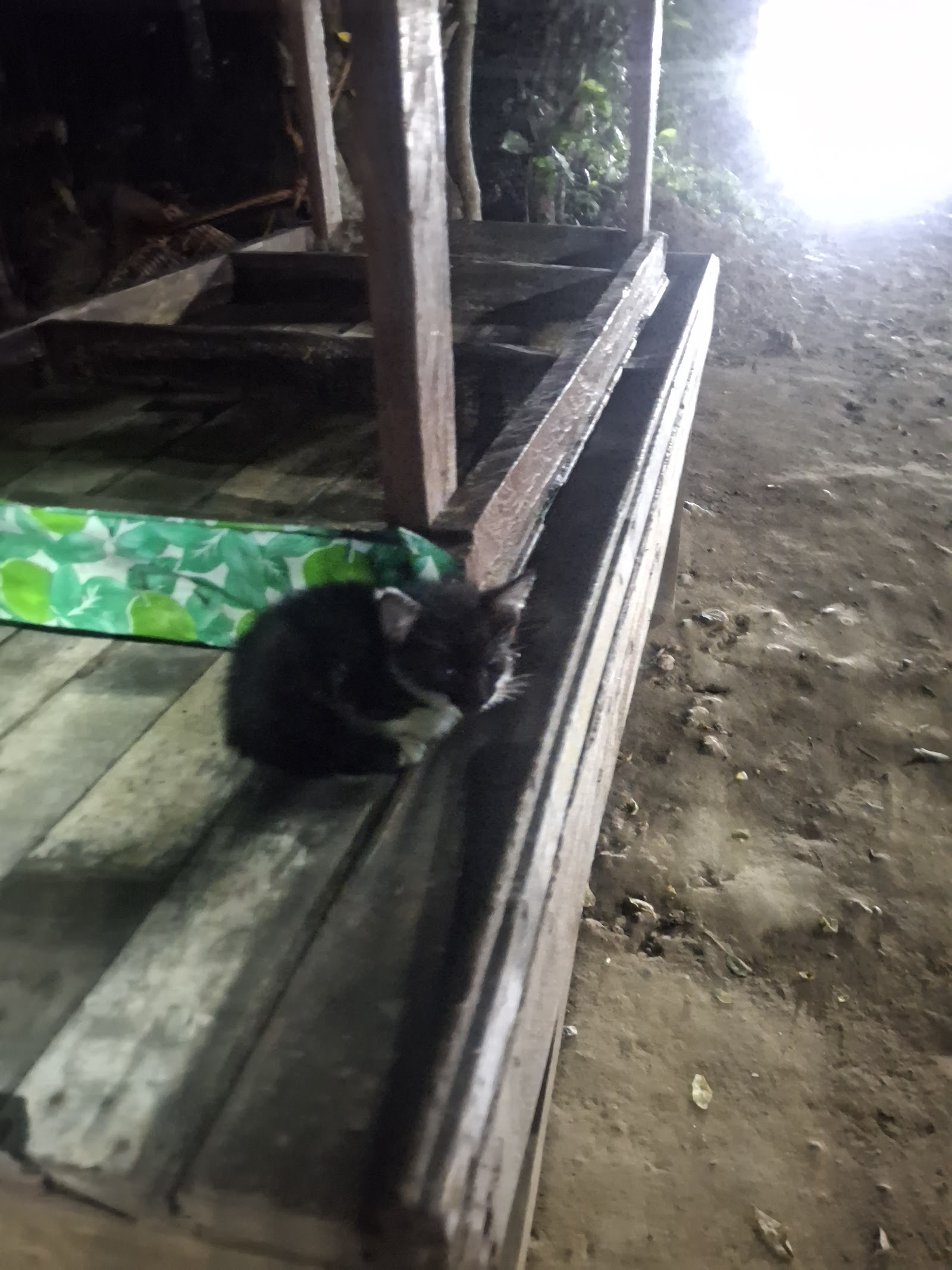 A small black-and-white kitten on a wooden bench outdoors