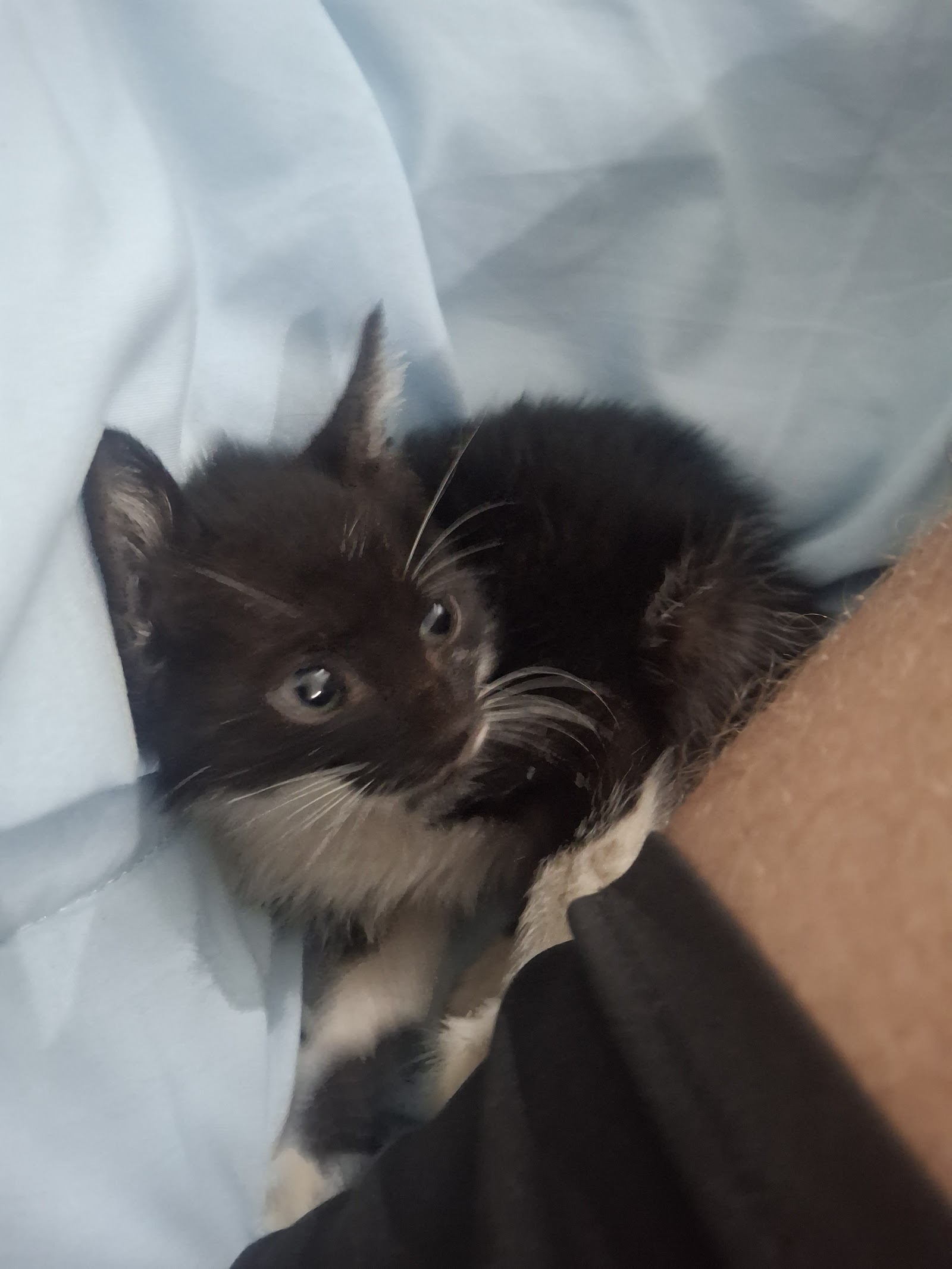 Gabby resting on the owner's lap with a rough-looking coat