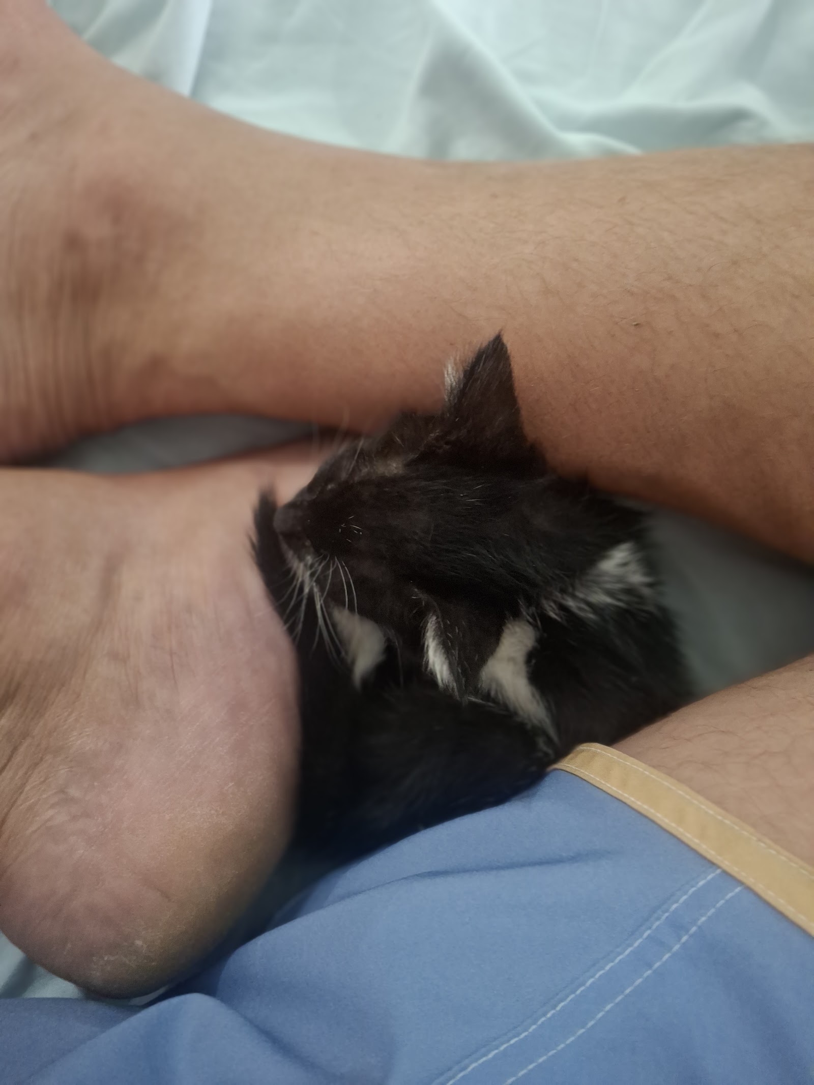 Gabby curled up on the owner's arm while the owner lies down
