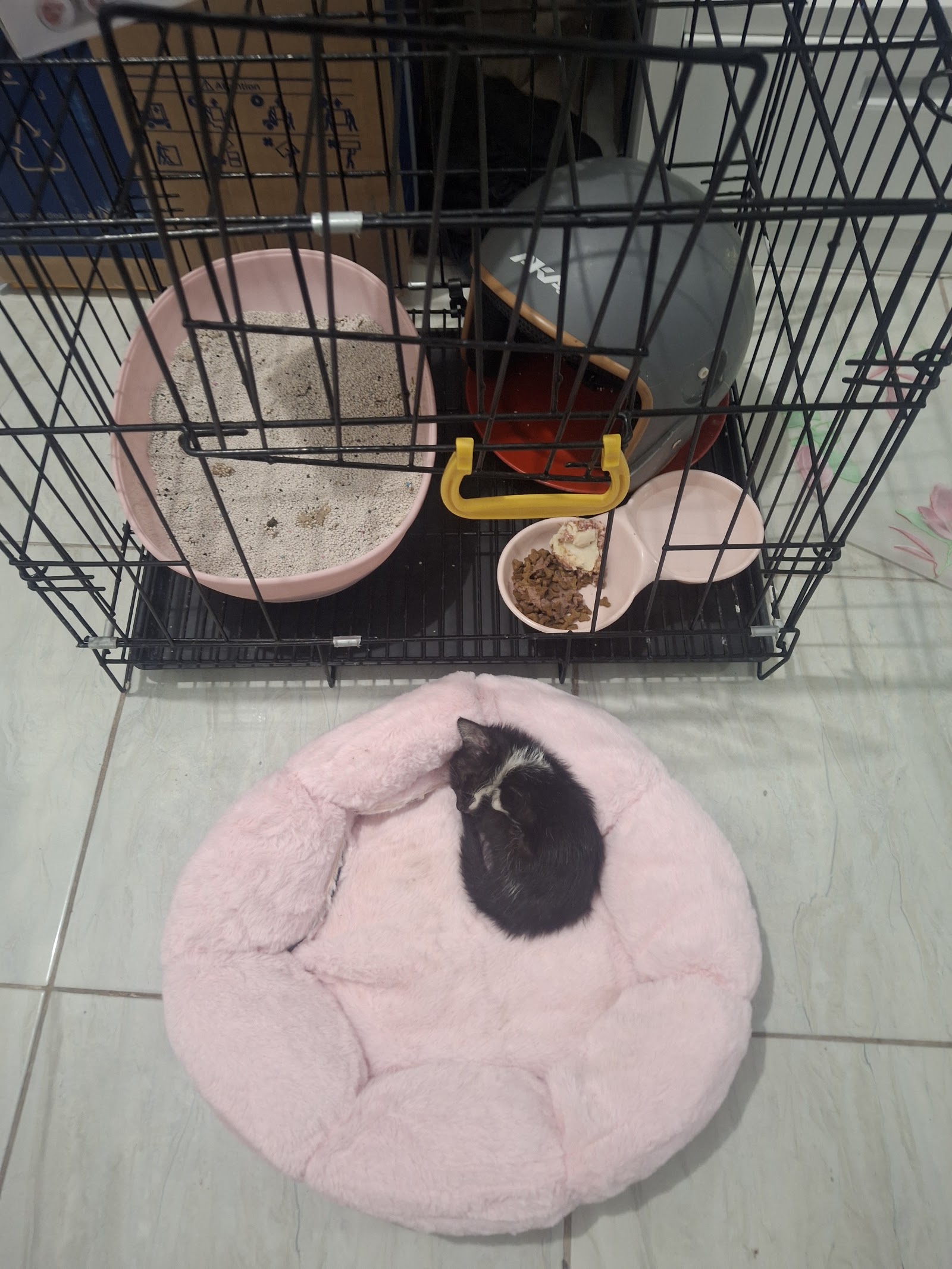 Gabby resting in a crate with bedding, food and litter