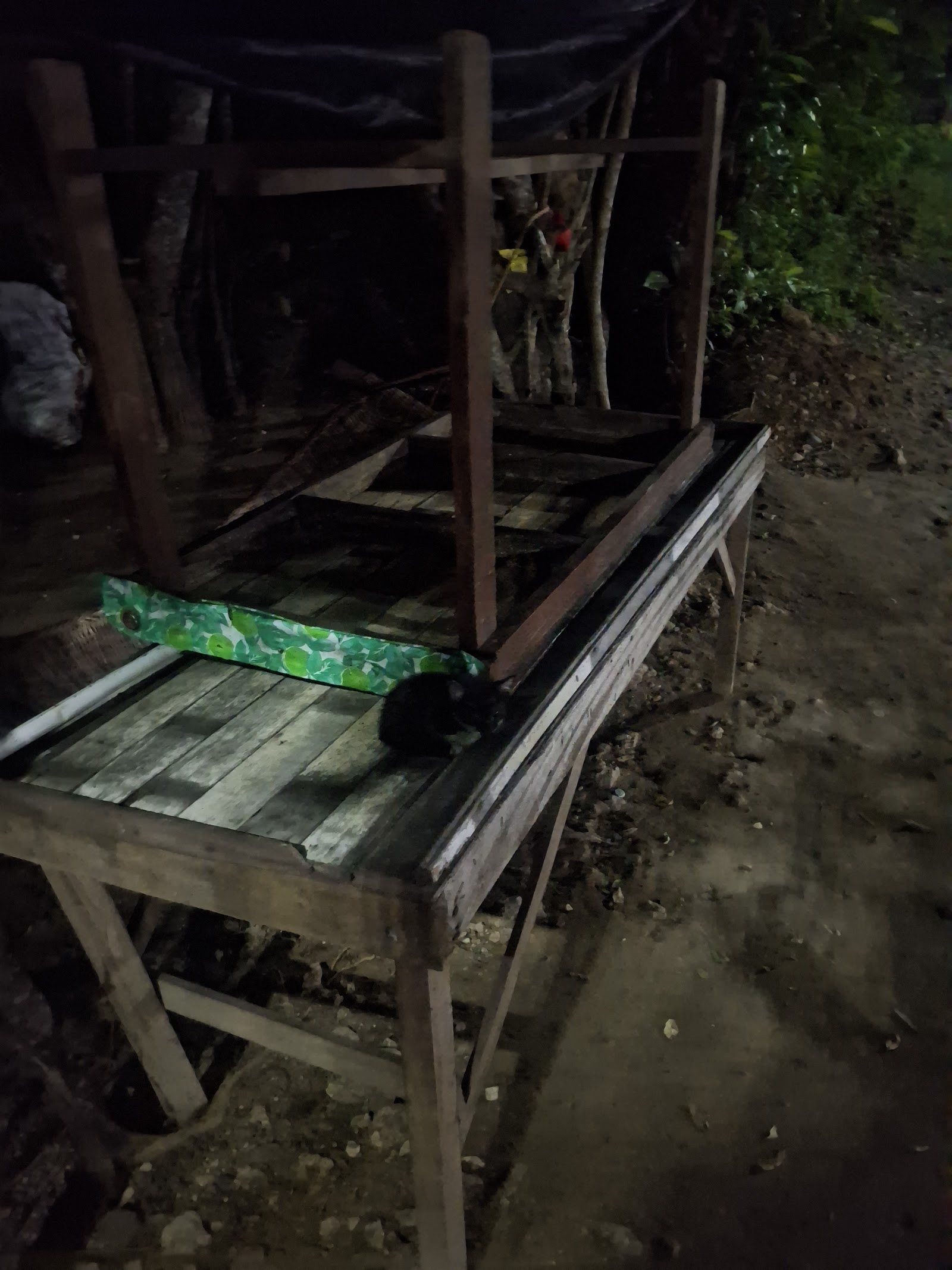 Gabby on the wooden bench at night, seen in low light